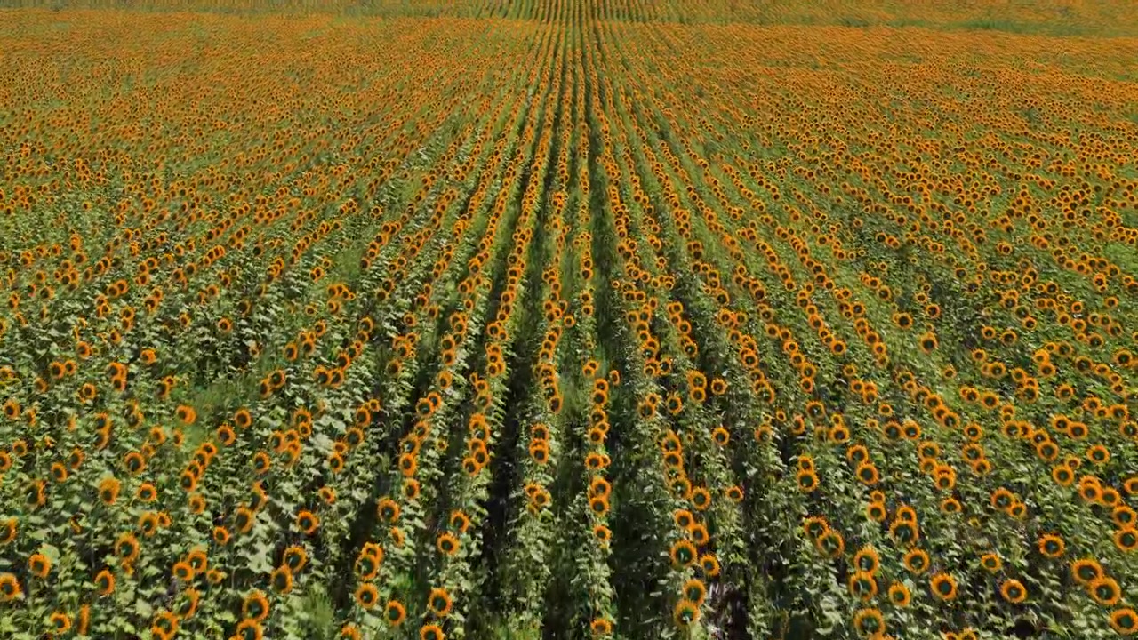 Vista aerea con drone di un campo di girasoli con molti fiori gialli sotto un cielo estivo luminoso, che simboleggia l'agricoltura e la natura. Moldova