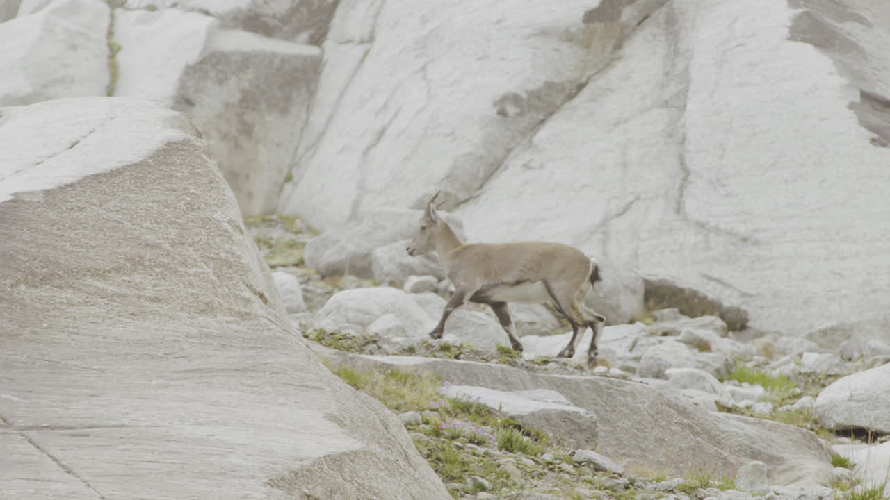 Mountain Goat on Rocky Terrain