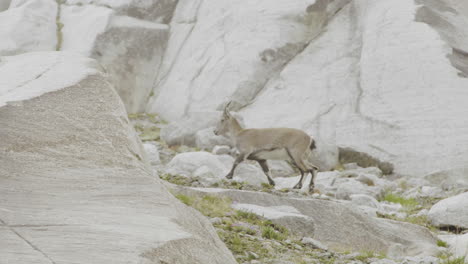 mountain goat on rocky terrain