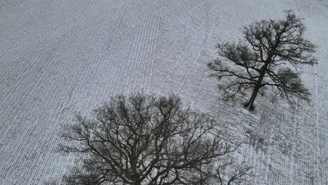 überkopf-Luft-Kahle-Bäume-Auf-Dem-Bauernhof-Feld-Winter-Großbritannien-Hoch-Pov