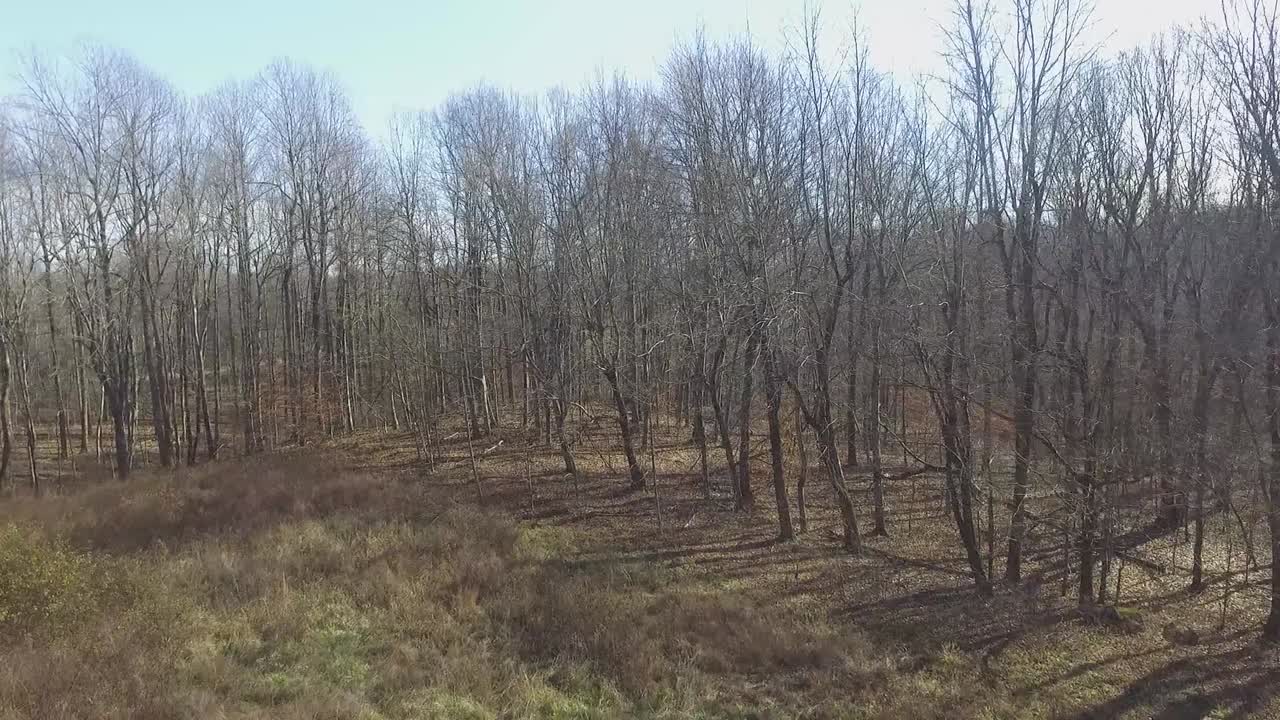켄터키의 황량한 나무의 드론