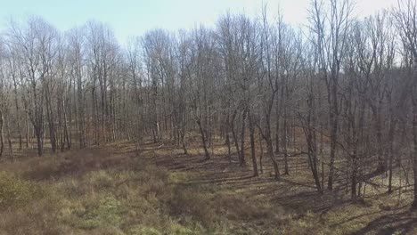 Drone of Barren trees in Kentucky