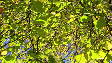 a close-up view of lush green leaves with branches under a bright blue sky.