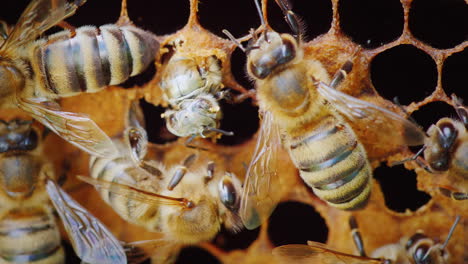 a newborn bee appears from the honeycomb cell hd video