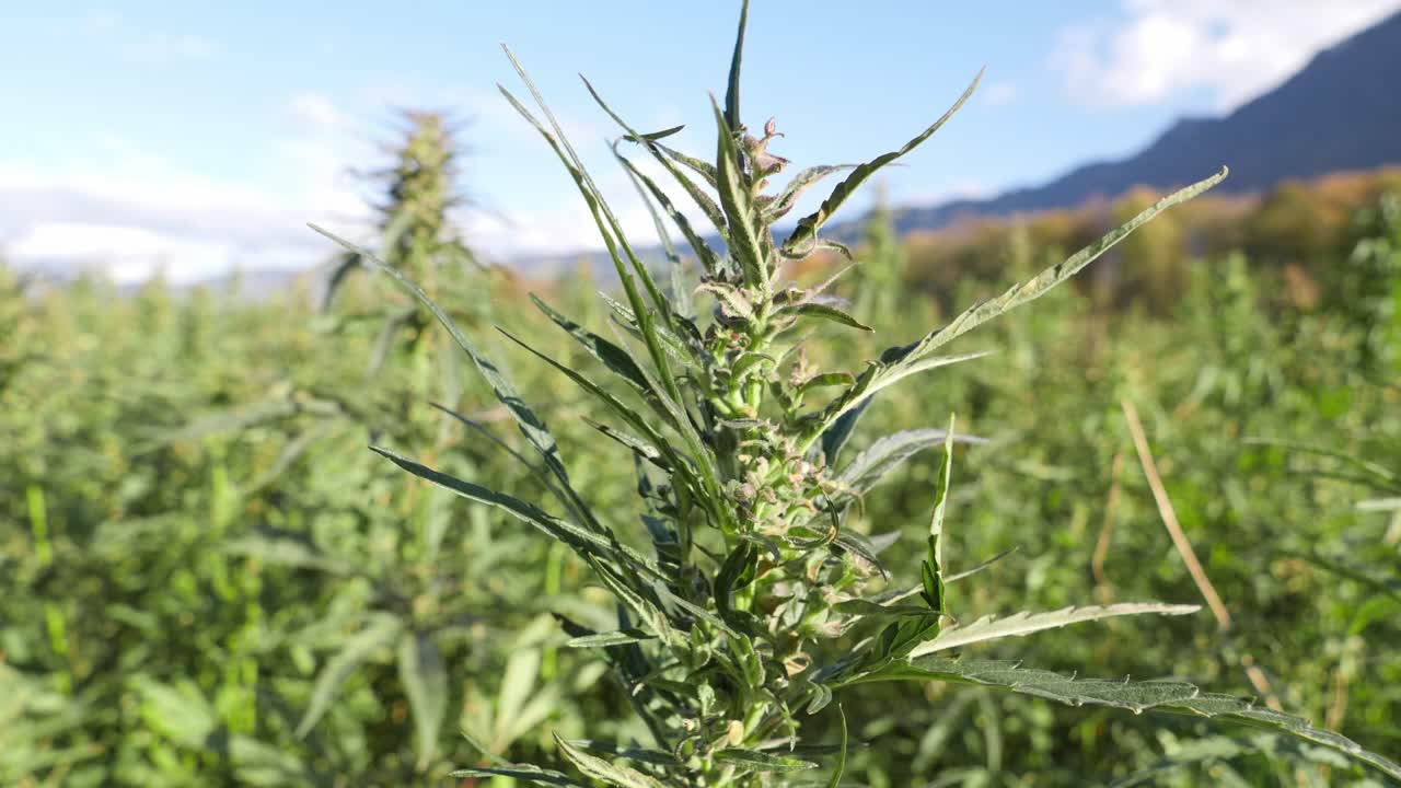 낮 동안 가운 바람에 산업용 대마초 꽃과 잎이 흔들리는 근접
