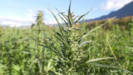 Close-up-of-industrial-hemp-flower-and-leaf-swing-in-light-breeze-during-day