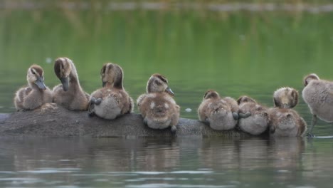 Baby-whistling-duck-chicks---relaxing-