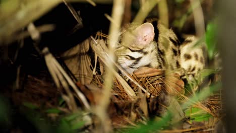 Leopard-Cat,-Prionailurus-bengalensis,-Thailand