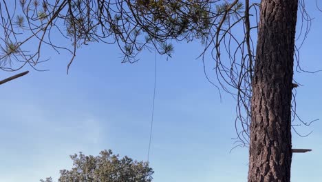 mujer de poda a gran altura tirando hacia abajo de una cuerda que cuelga de un pino