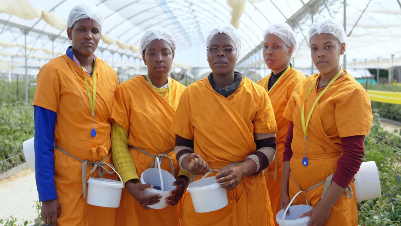 trabajadoras de pie con una cesta de arándanos en una granja de arándanos 4k