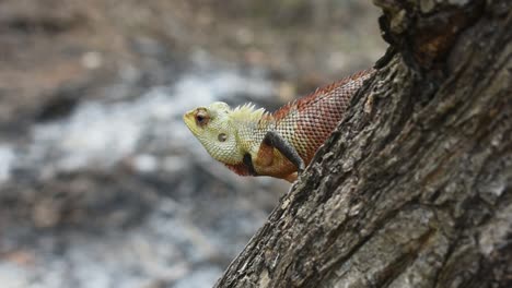 lagarto en un país tropical en un árbol cortado