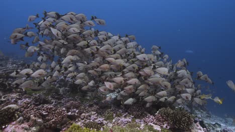 gran escuela de pargo de cola de paleta en aguas claras en un arrecife de coral tropical, archipiélago de tuamotu, polinesia francesa, pacífico sur