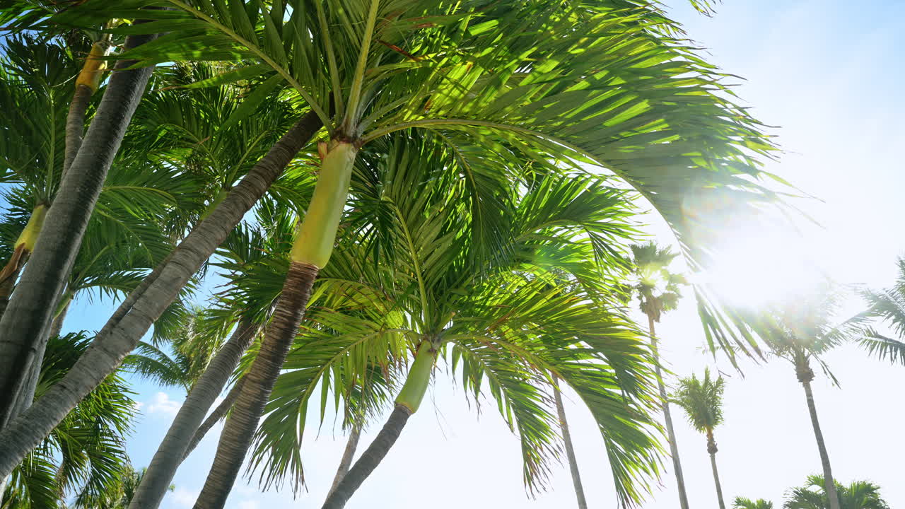 Toma en contrapicado de palmeras a contraluz. Luz solar brillante filtrándose a través de las hojas verdes y los troncos de las palmeras contra un cielo azul claro en el Miami tropical.