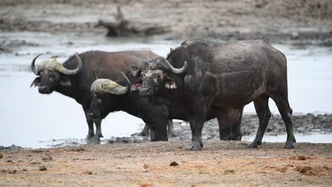 Ganzkörperaufnahme-Von-Drei-Alten-Kaffernbüffeln,-Die-An-Einem-Wasserloch-Im-Krüger-Nationalpark-Stehen