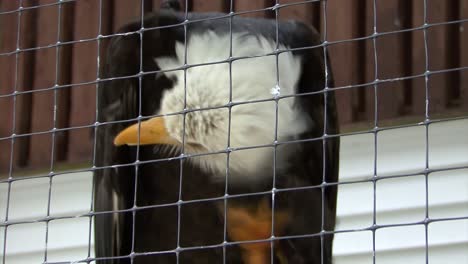 bald eagle in captivity scratching his head