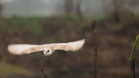 barn owl in flight and perched