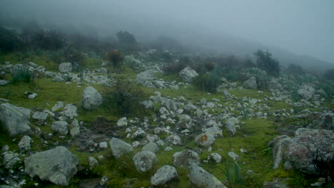 niebla brumosa espeluznante paisaje espeluznante de rocas y vegetación de hierba verde baja, cerdeña invierno, acercar