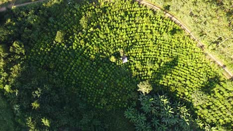 trees in nature in the mountain drone