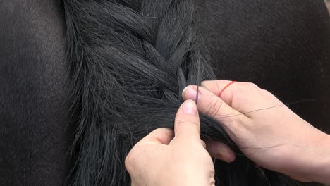 friesian horse tail with braid. close up of female hands grooming horse on the ranch.
