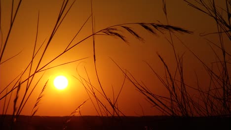 Grass-plains-in-the-sunset