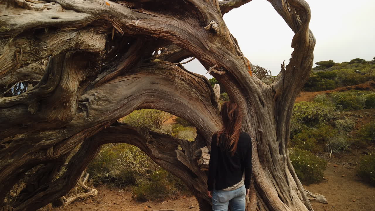 Tourist woman standing near ancient twisted sabina tree in scenic el Sabinar landscape of El Hierro, showcasing endemic vegetation of canary islands wilderness