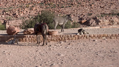 a donkey wants to play with a dog who is lying on the ground and playfully bites its legs