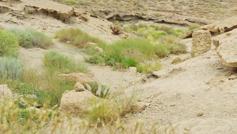 Vegetation-and-dry-land-in-desert,-Tenerife,-Spain