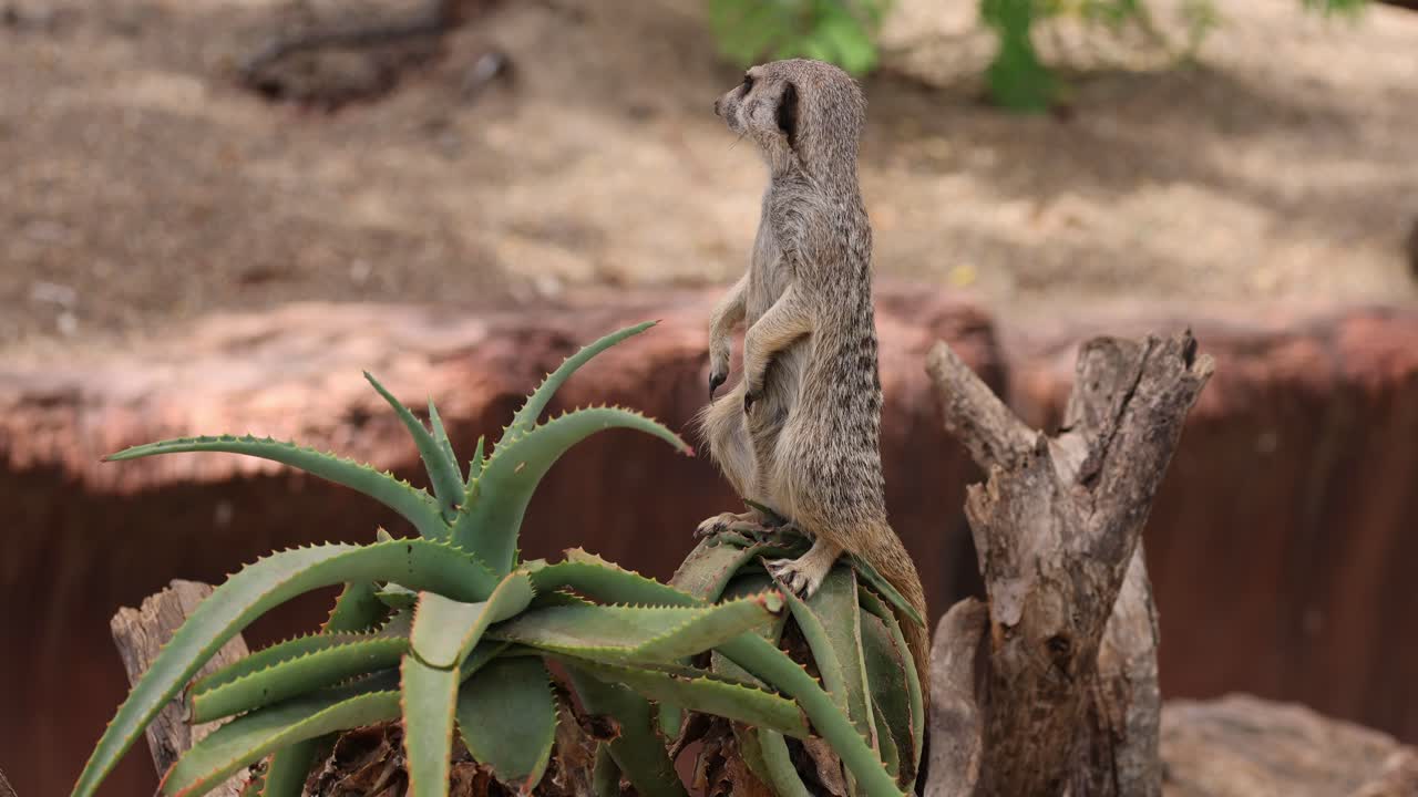 알로에 식물 들 사이 에서 경계 를 유지 하고 있는 수리카트