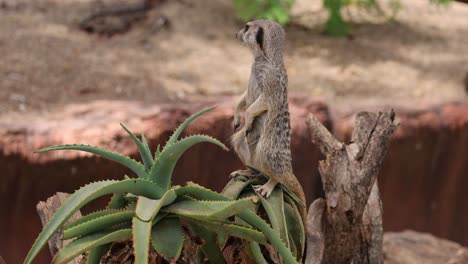 meerkat standing alert among aloe plants