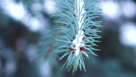 snowy pine branch closeup