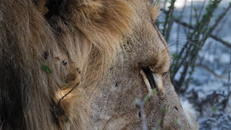 extreme headshot of an adult male lion in south africa