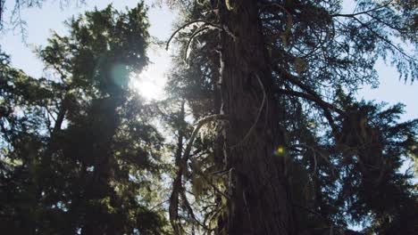 sun flare in a dense mossy forest