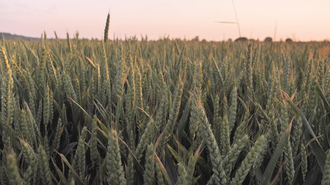 el trigo se balancea en el viento al atardecer