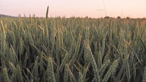 Wheat-sways-in-the-wind-at-sunset