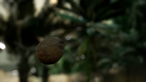 extreme slow motion falling coconut in jungle