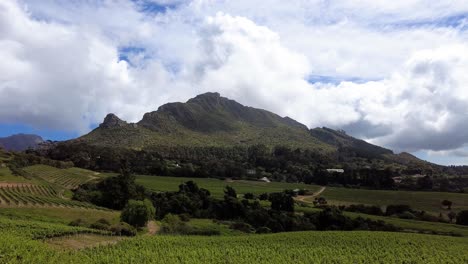 evergreen landscape of mountain and winery vineyards in constantia, cape town, south africa