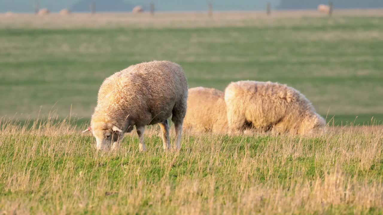 잔디 에서 평화롭게 먹이를 먹는 양 들