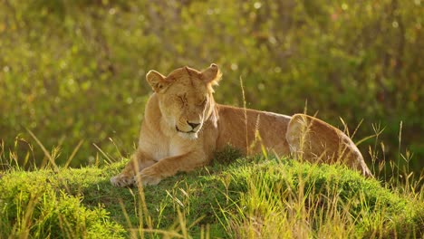 young male lion resting on grassy mound in low light as sun goes down, tired yawn resting, big 5 five african wildlife in maasai mara national reserve, kenya