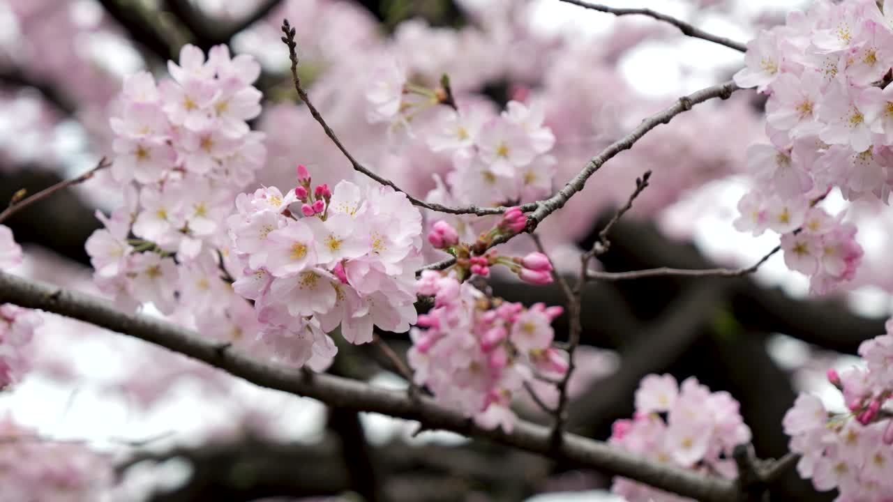 Handheld close up view over Yoshino cherry blossoms in full bloom