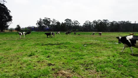 a herd of cows are grazing in a field in an agricultural zone