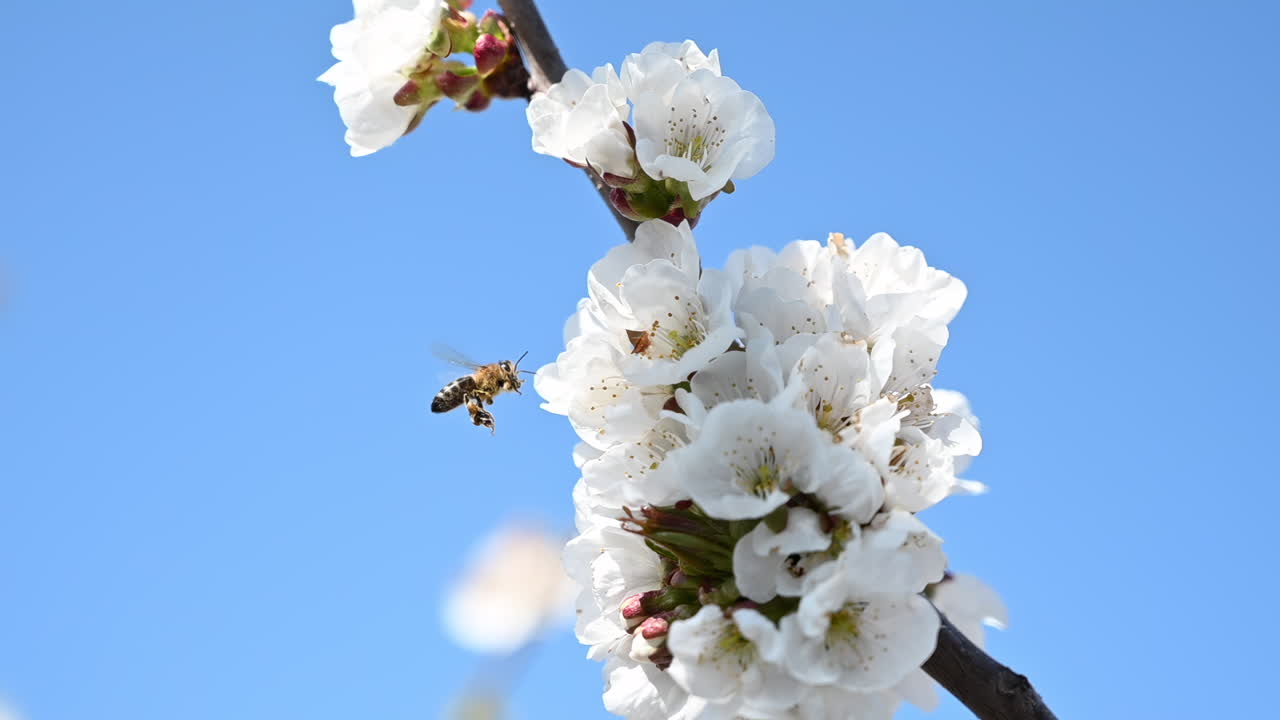Close up of a bee approaching cherry blossoms against blue sky