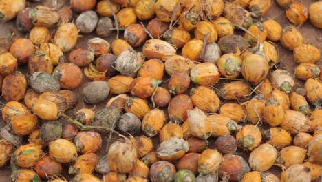 close up view of betel nut tropical fruits