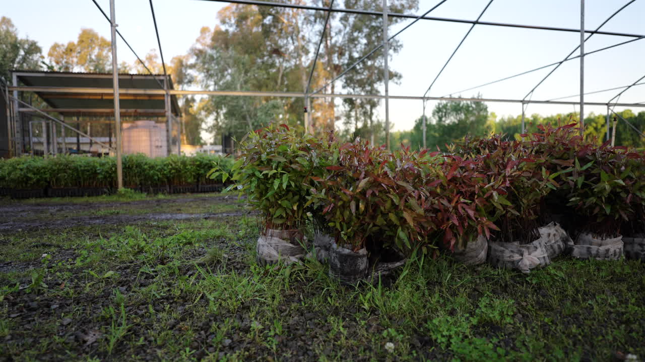Panning view of saplings in plastic grow bags inside a tree nursery, surrounded by seedling trays and young eucalyptus and Schinus molle trees