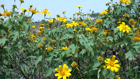 girasoles silvestres a lo largo de las orillas de un lago en nigeria
