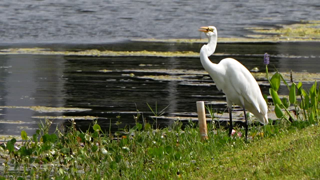Great egret catches a small fish