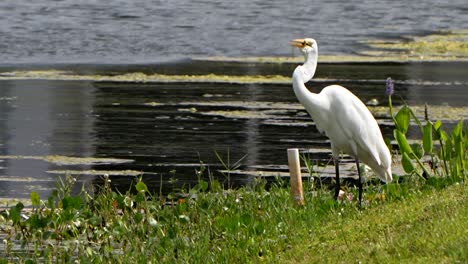 great egret catches a small fish