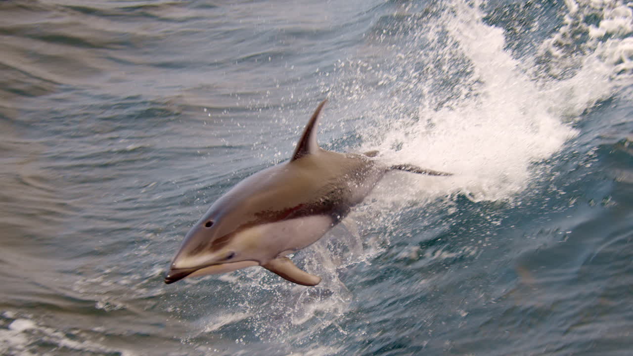Amazing jump of dolphin while bow riding behind boat