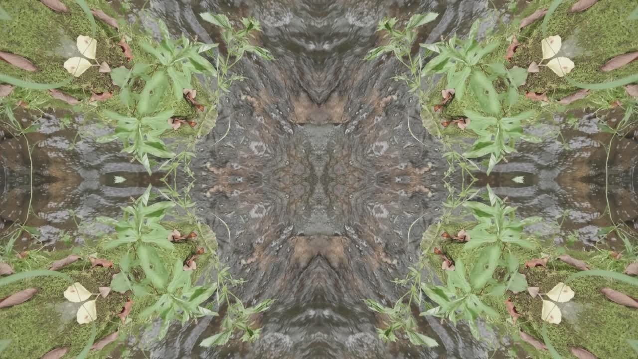 caleidoscopio de vegetación usando imágenes de bosques de wissahickon creek, philadelphia, #27