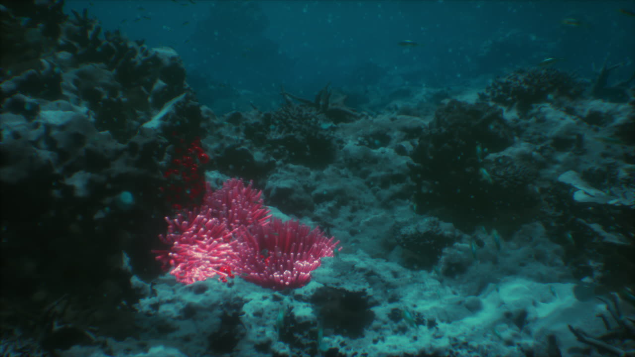 Alla scoperta di una vivace barriera corallina ricca di vita marina nelle acque profonde