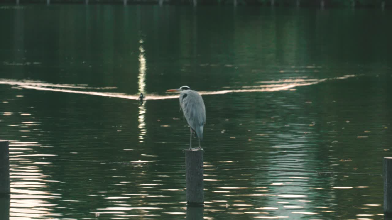 gran garza azul se encuentra en el poste de madera en el estanque en el parque senzokuike en tokio, japón